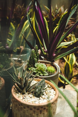 a couple of potted plants sitting next to each other