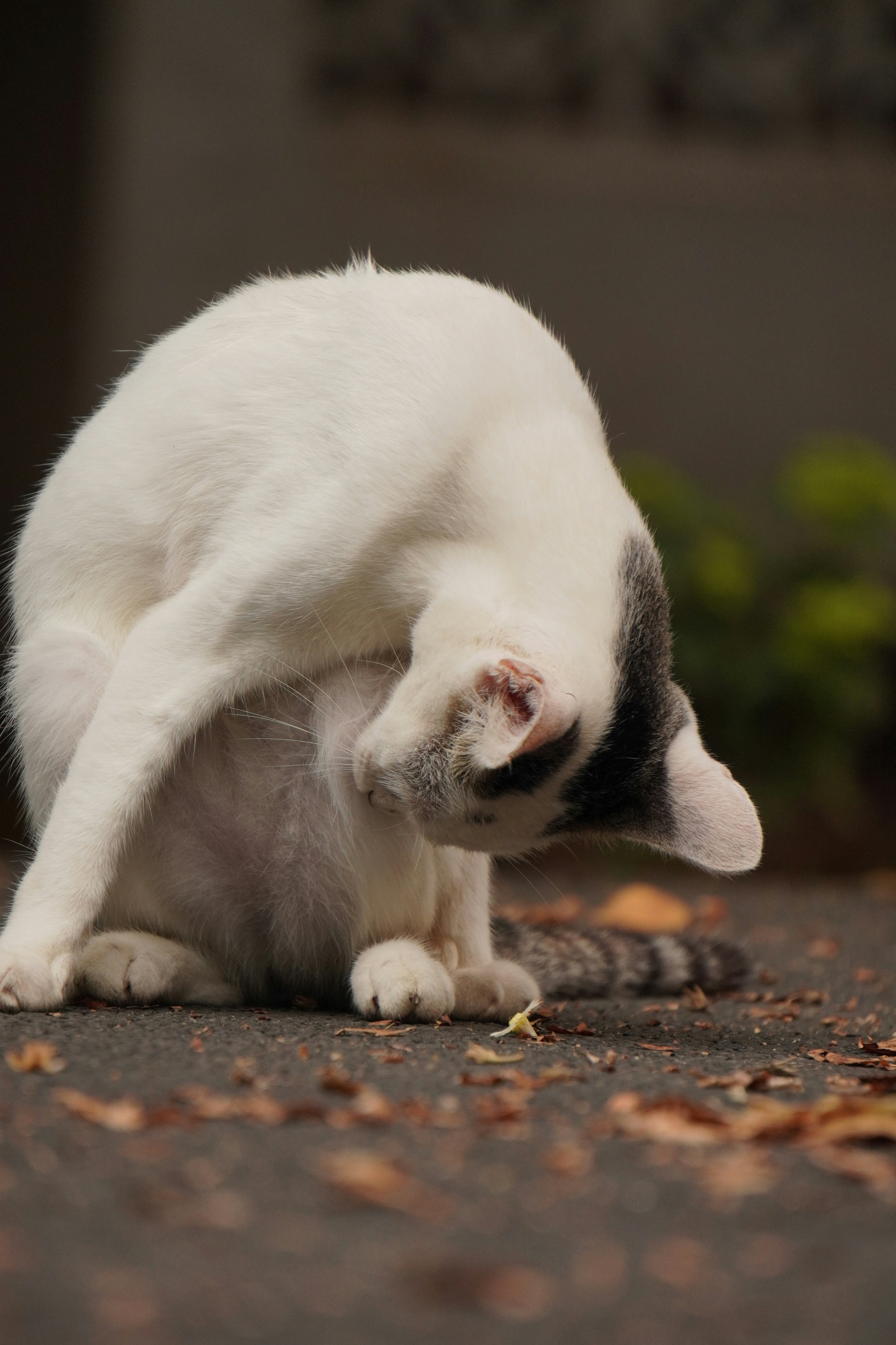 Photo by nikhil_sachan