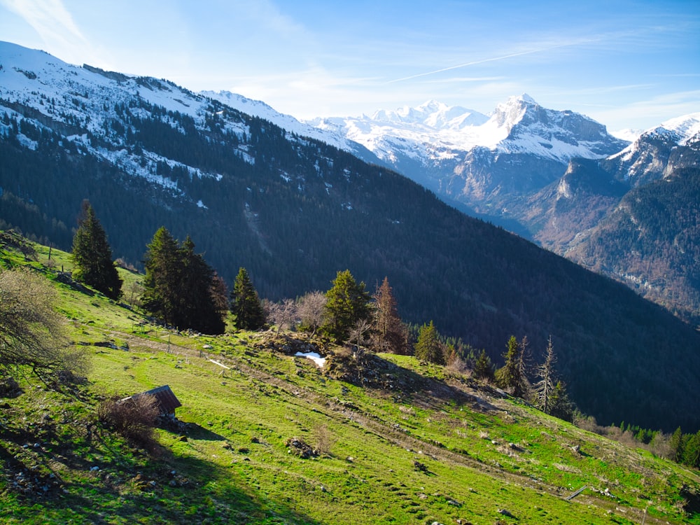 a grassy field with a mountain in the background