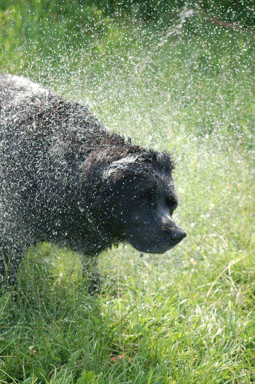 a black dog sprinkles water on its face