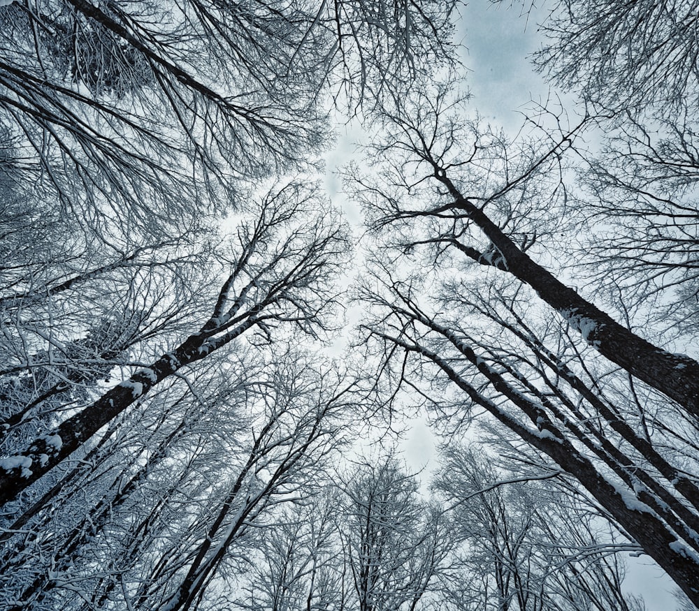 a group of trees that are standing in the snow