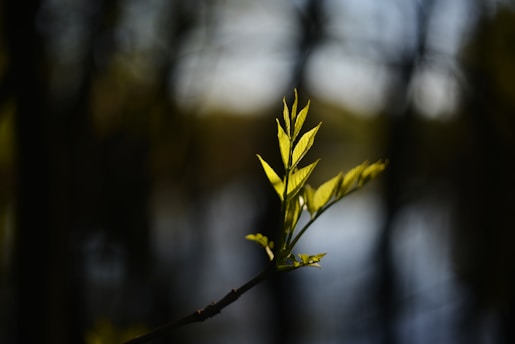 a close up of a leaf on a tree branch
