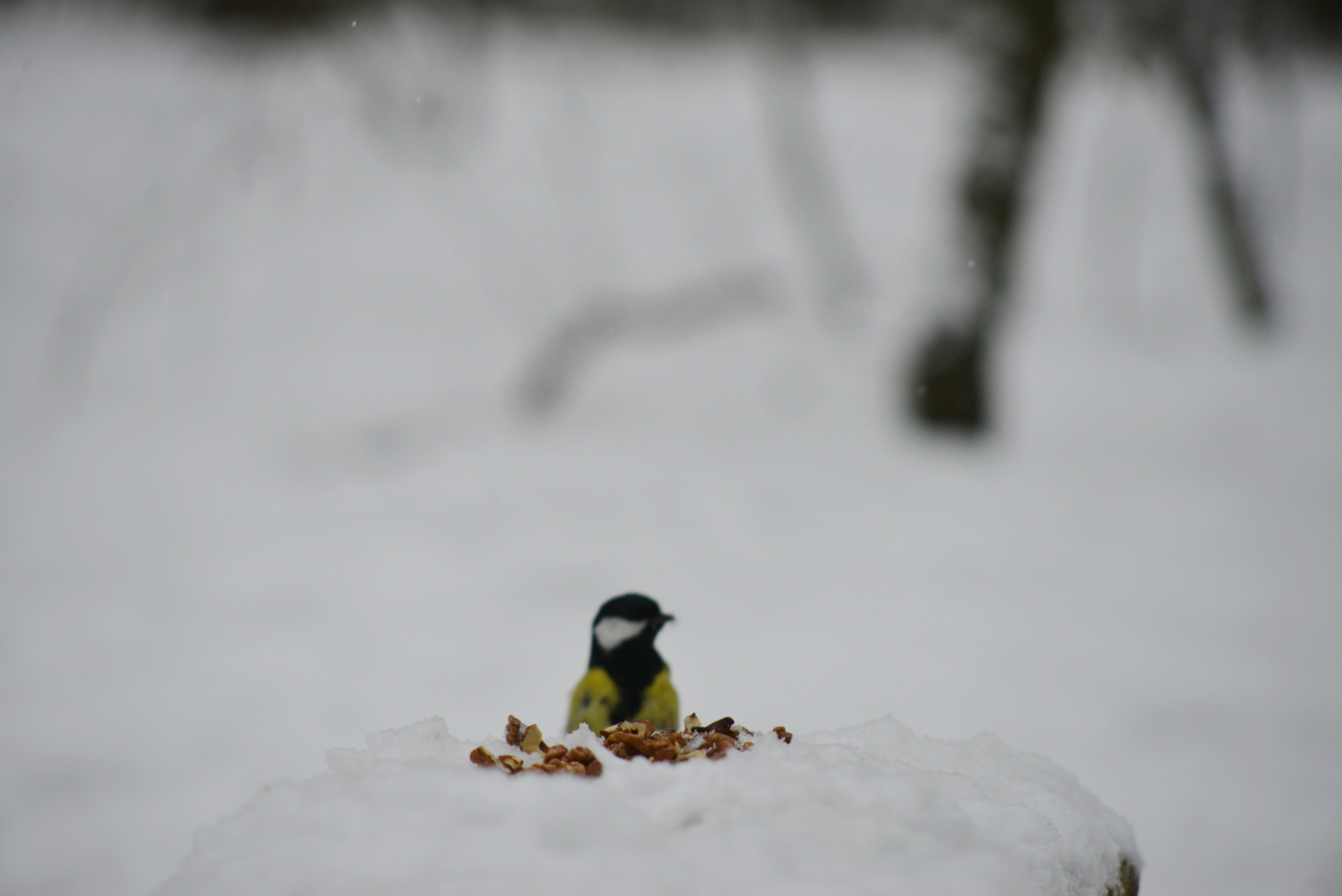 a small bird sitting on top of a pile of snow