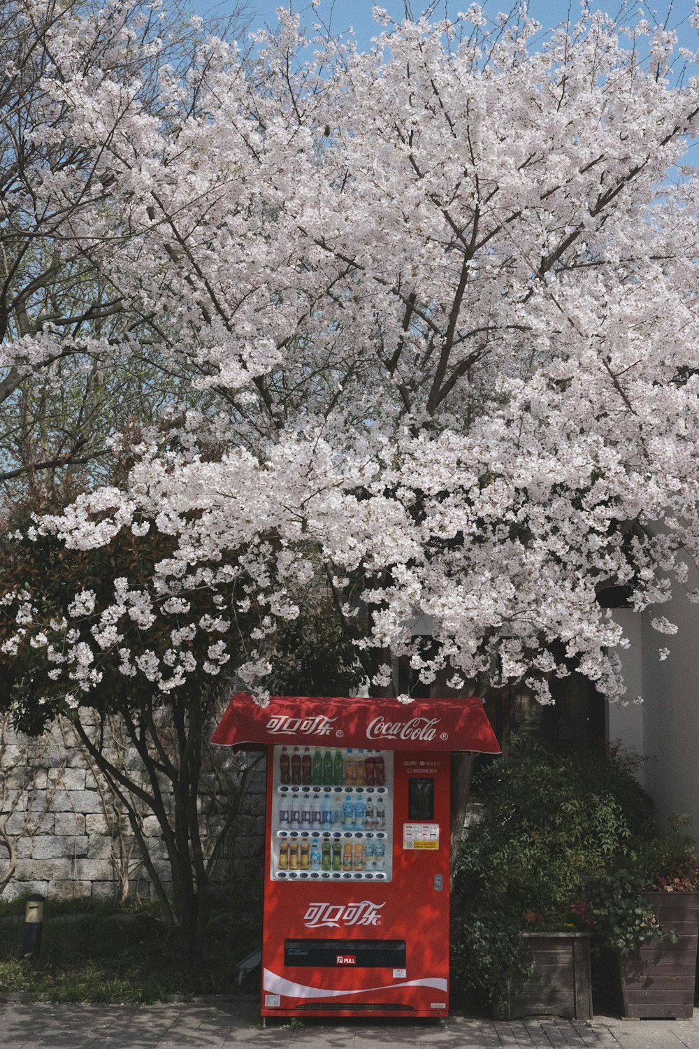 a coca cola machine next to a flowering tree