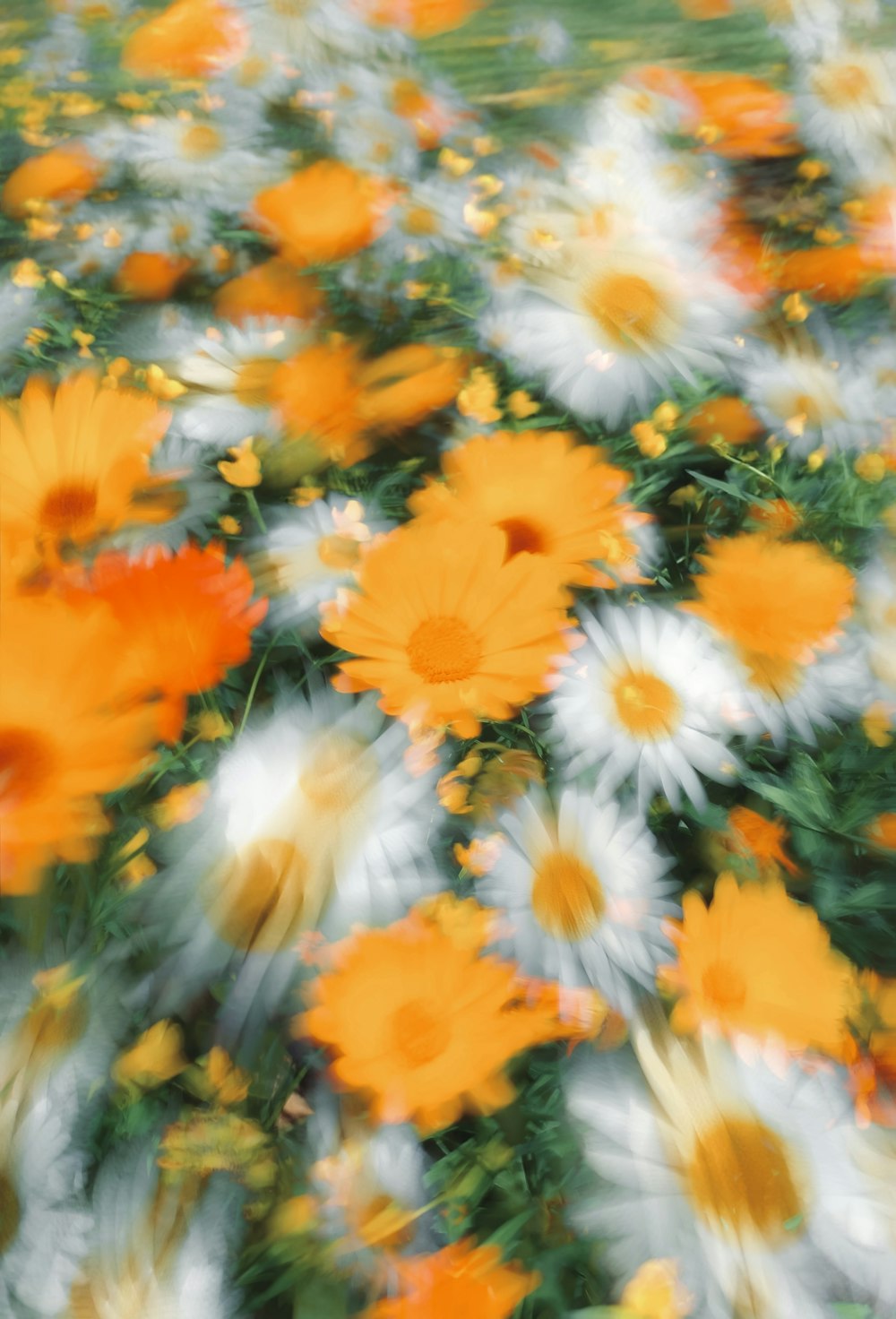 um campo cheio de flores laranjas e brancas