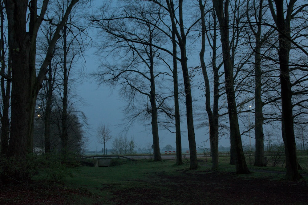 a dark forest with a bridge in the distance