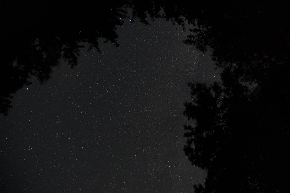 Der Nachthimmel ist voller Sterne und Bäume