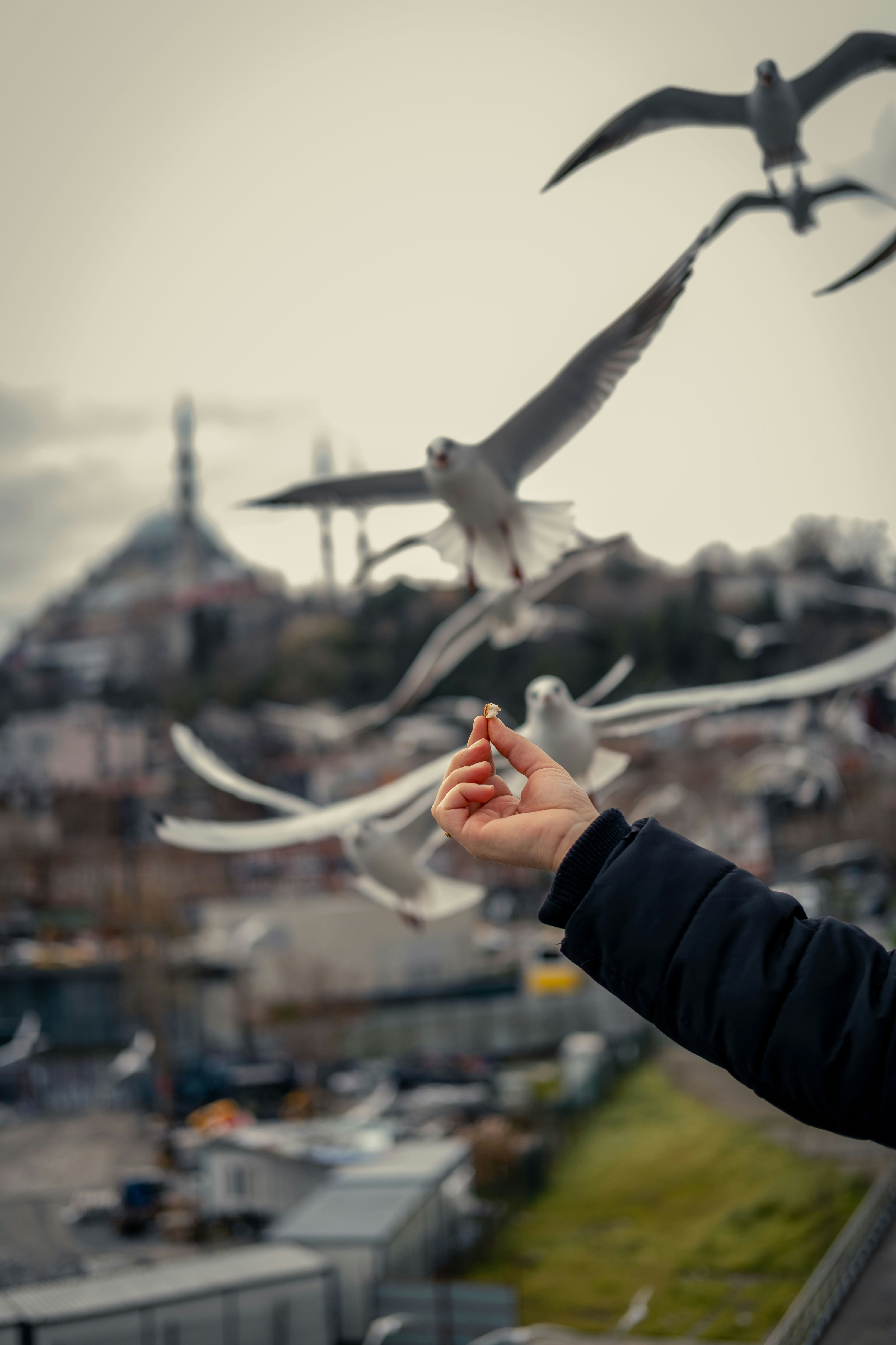 A person holding a cigarette in front of a flock of birds photo – Free Grey  Image on Unsplash