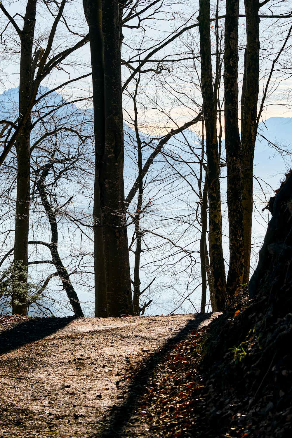 a person riding a skateboard on a path in the woods