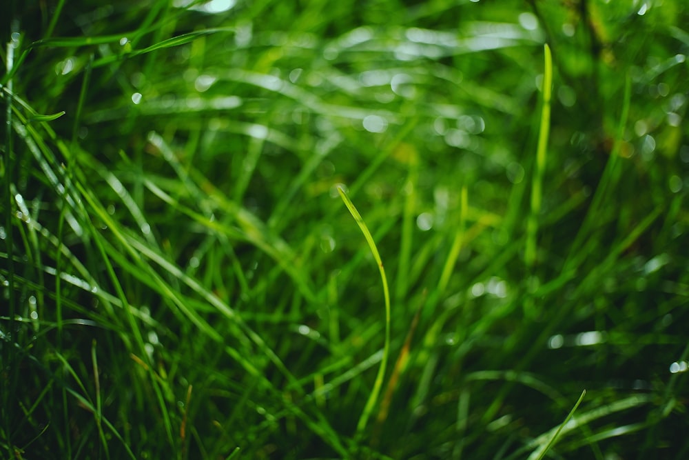 a close up of a green grass with drops of water on it