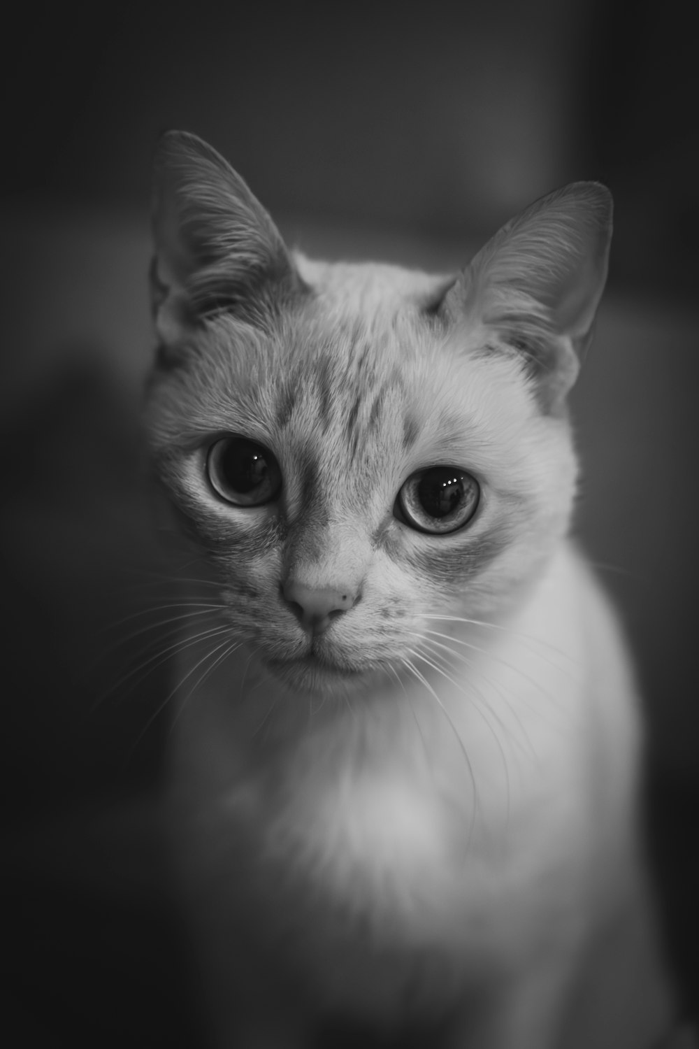 a black and white photo of a cat