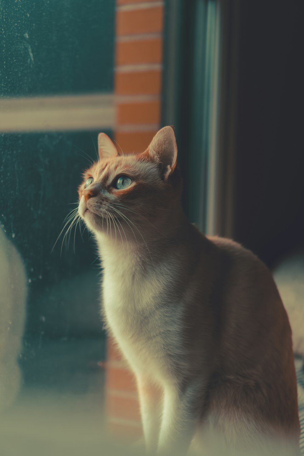 a cat is looking out of a window