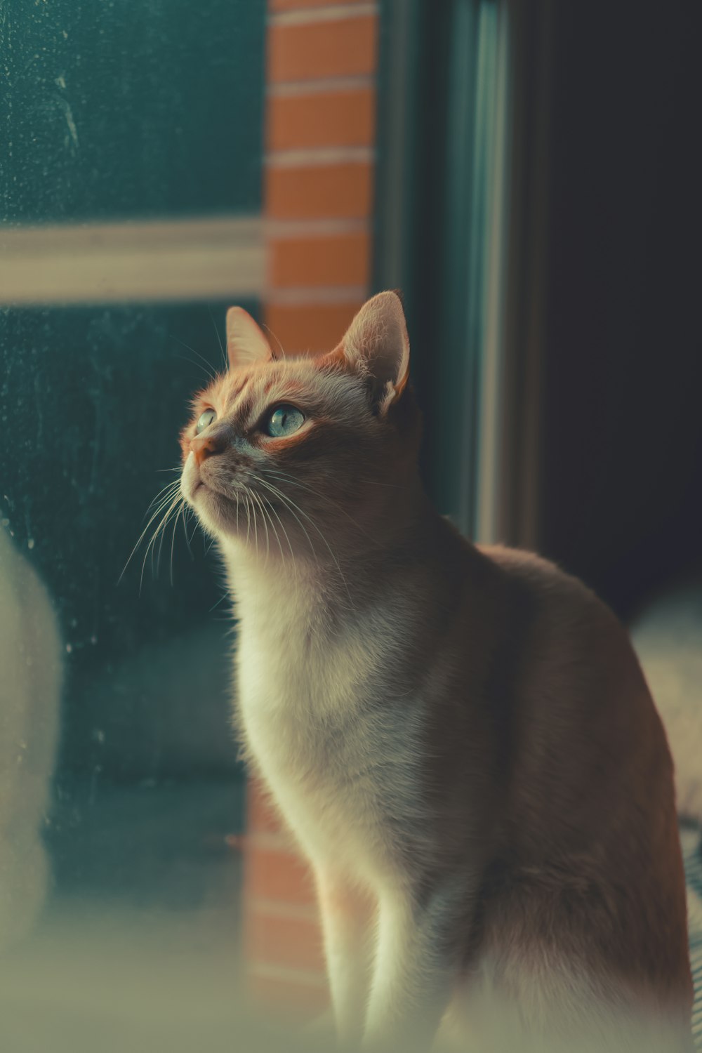 Un gato está mirando por una ventana