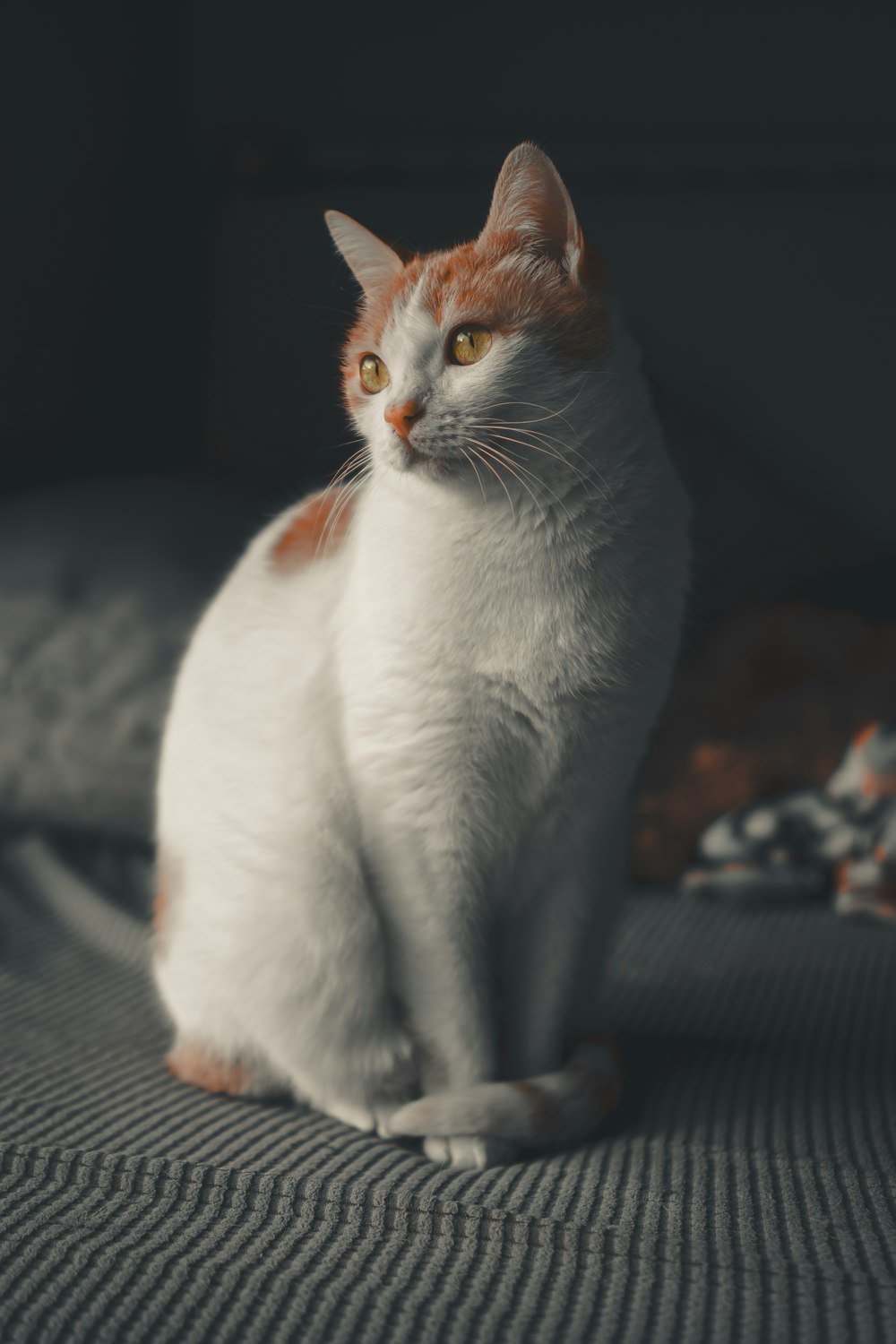 a white and orange cat sitting on a bed