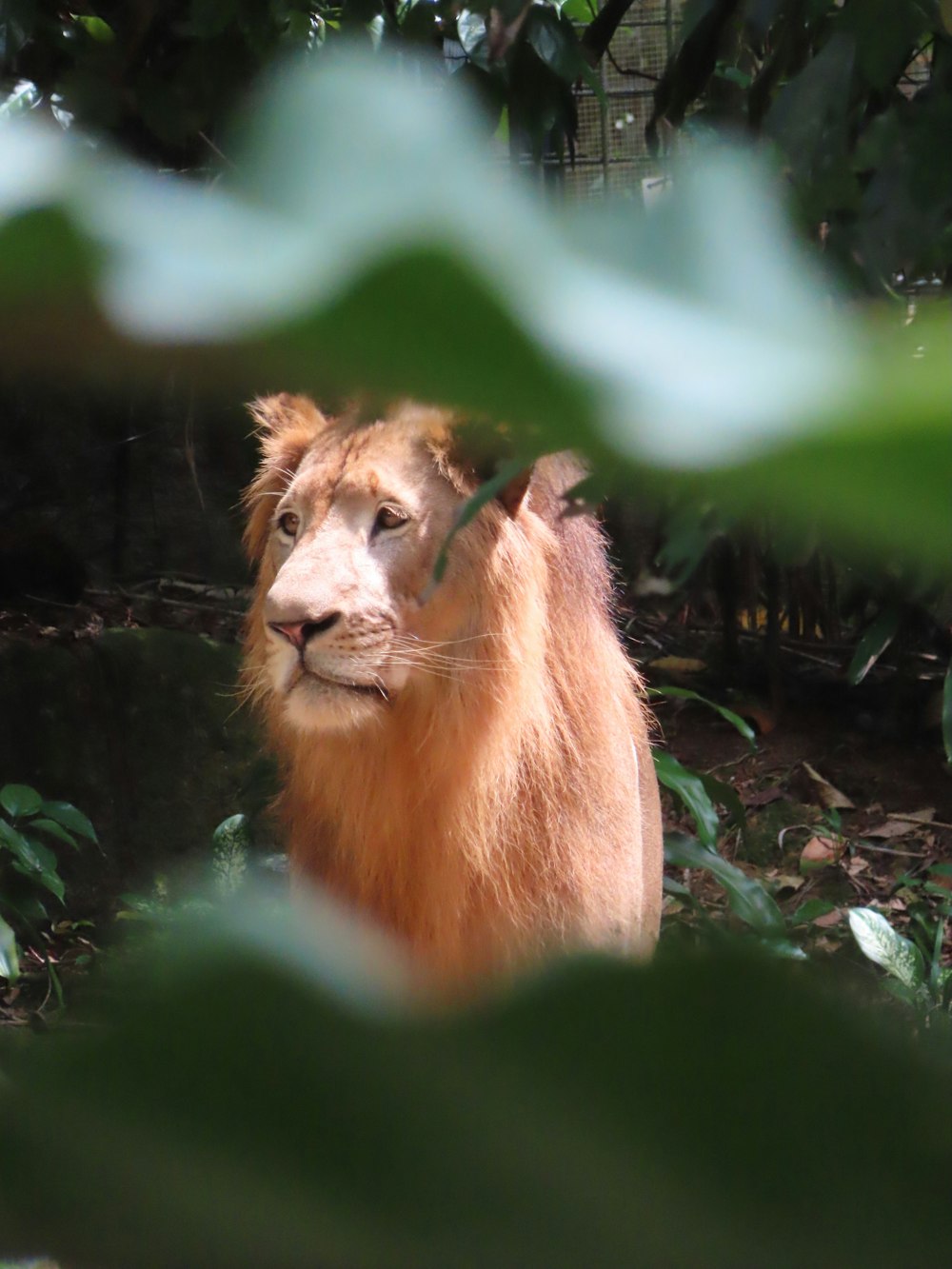 a close up of a lion in a forest