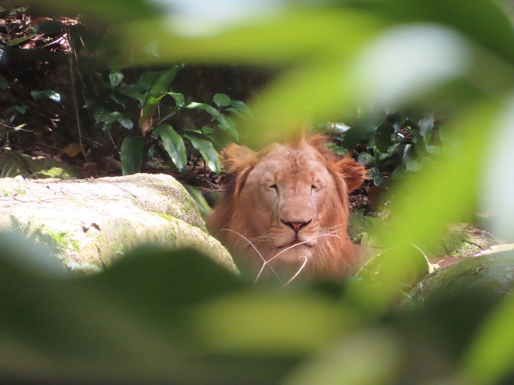 a close up of a lion laying on the ground