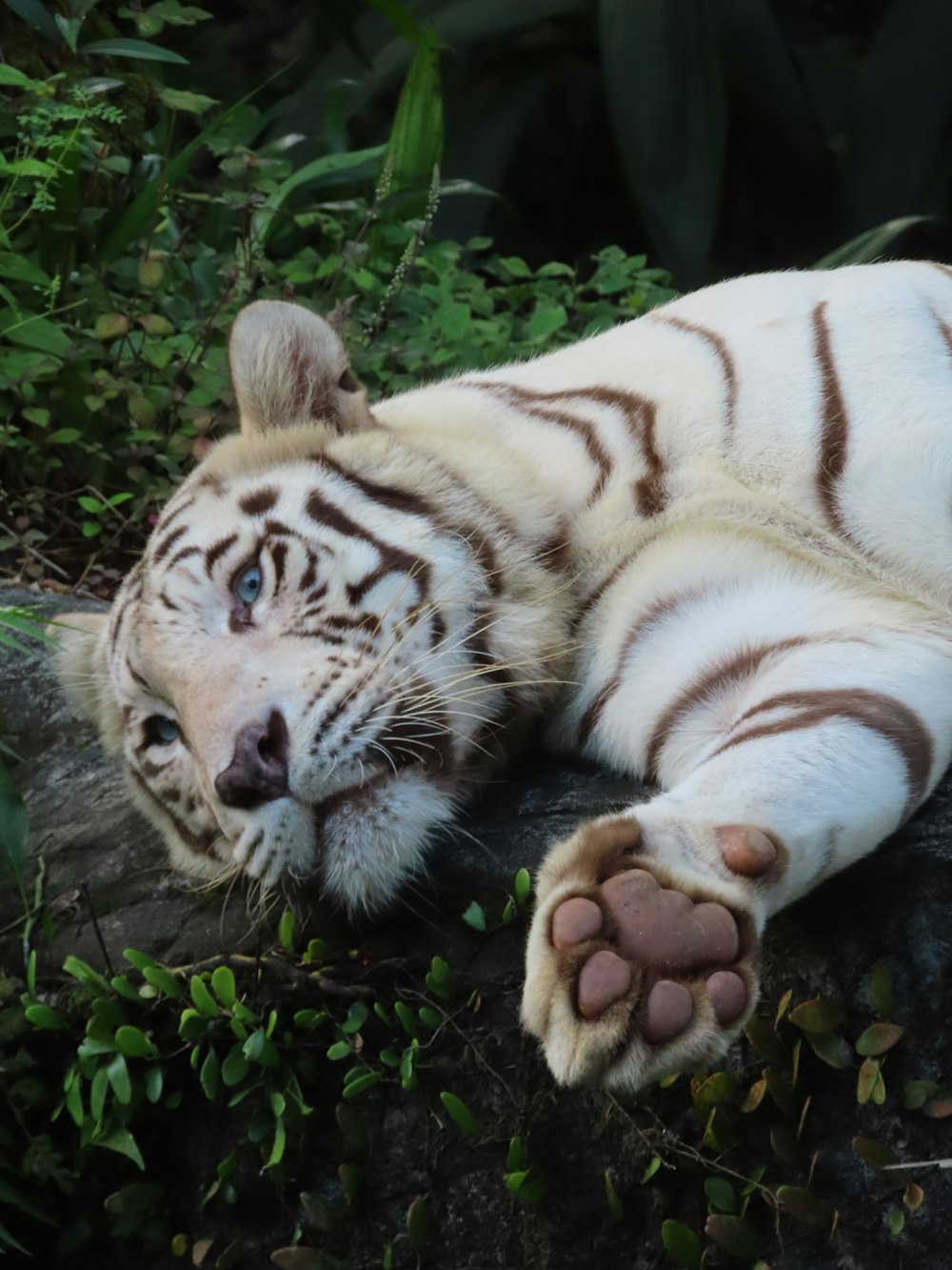 um tigre branco deitado em cima de uma rocha