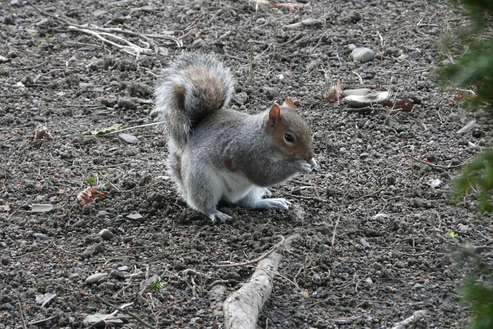 a squirrel is sitting on the ground in the dirt