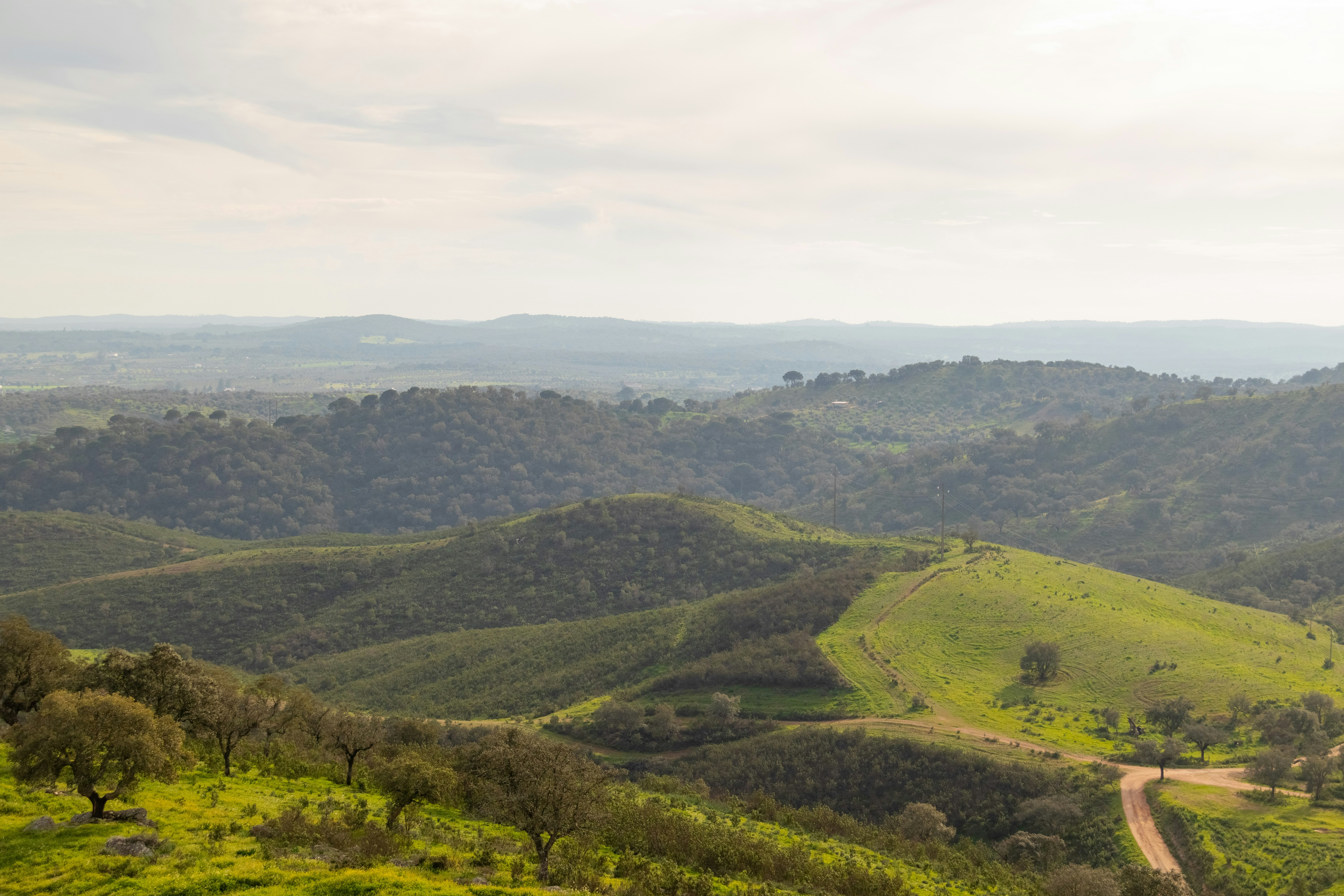 a lush green hillside covered in lots of trees, 
