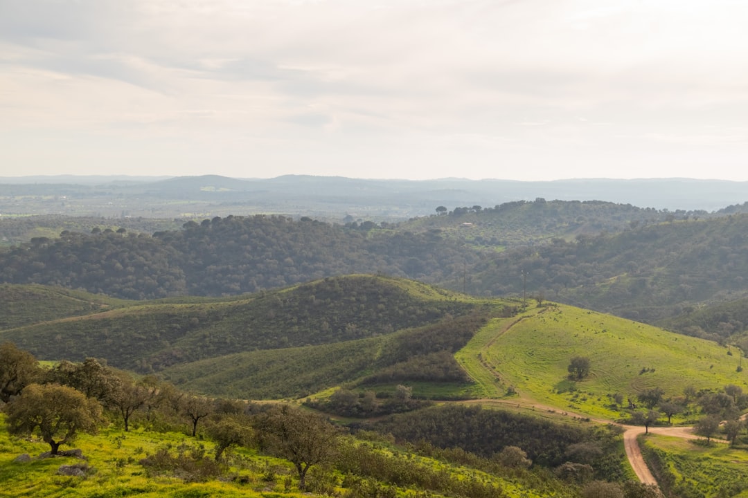 a lush green hillside covered in lots of trees,