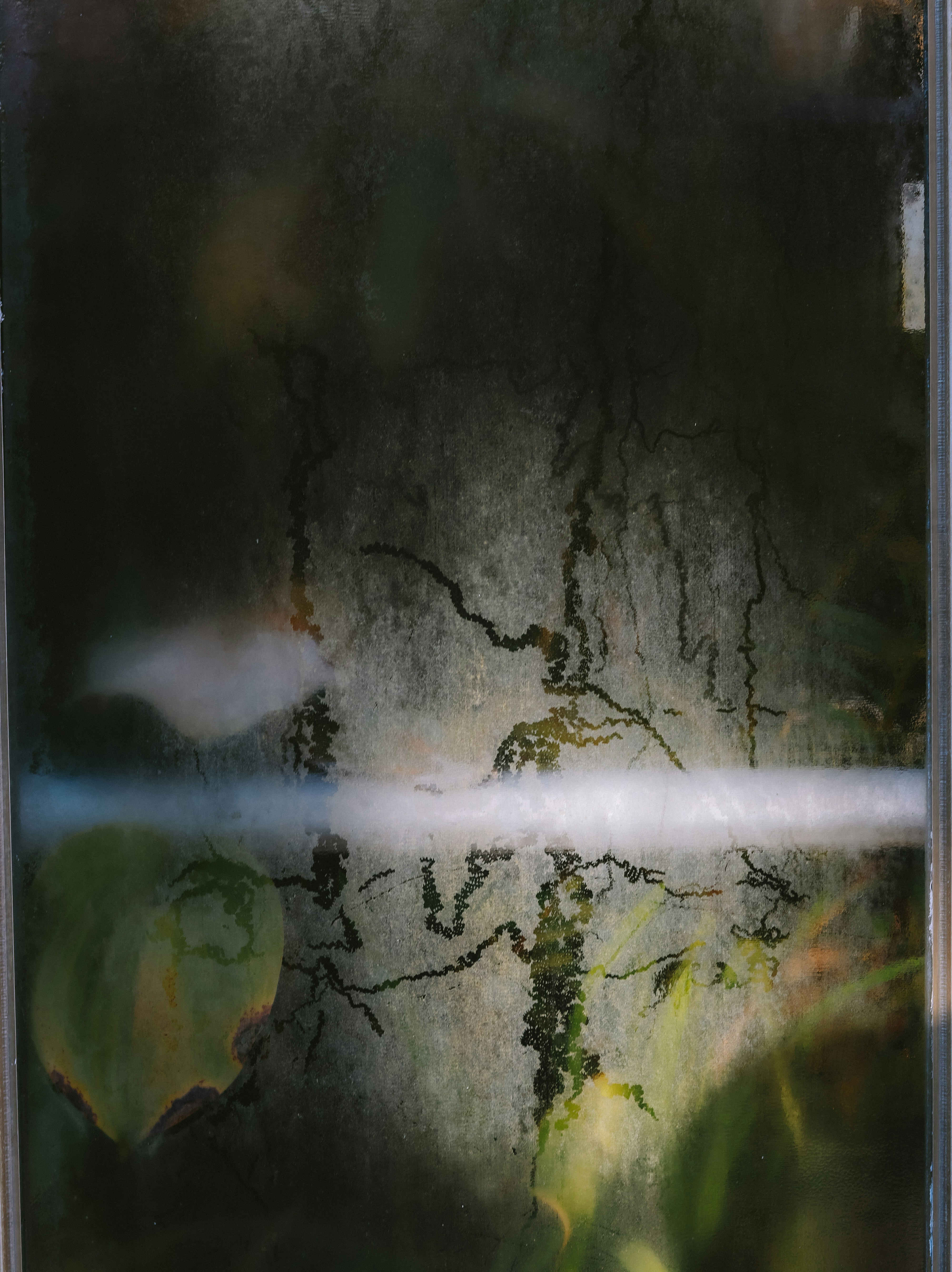 a window with a reflection of a tree in it