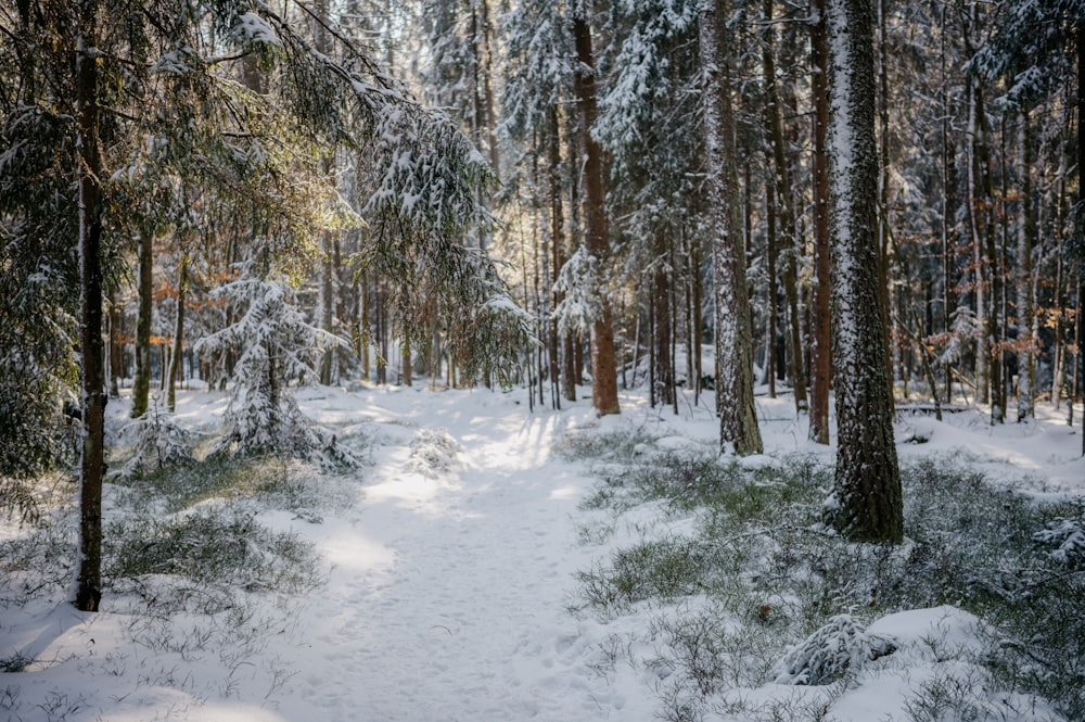 a path through a snowy forest with lots of trees