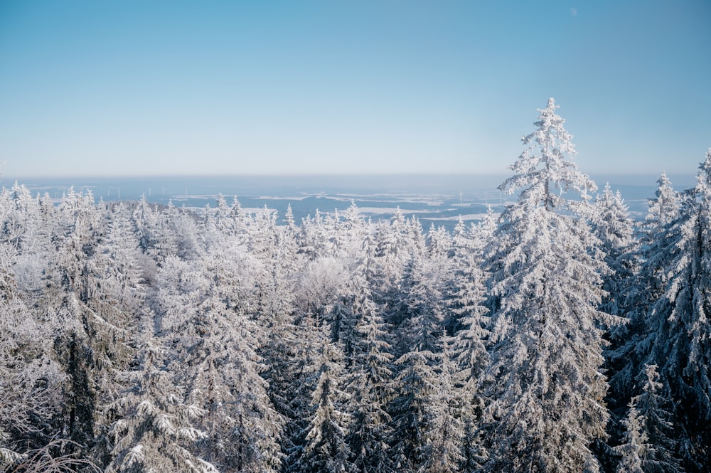 a view of snow covered trees from a high viewpoint