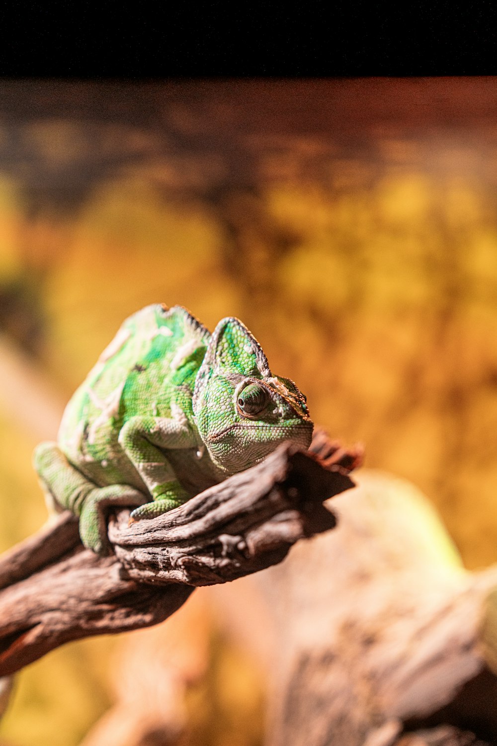 a green chamelon sitting on top of a tree branch