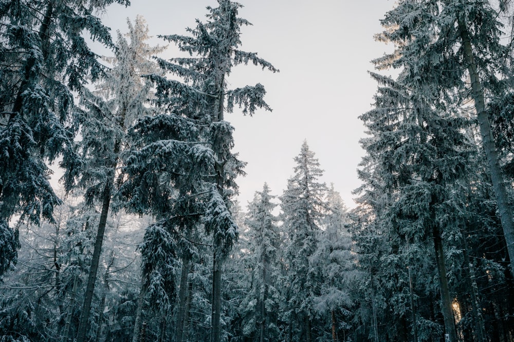 Un bosque lleno de muchos árboles cubiertos de nieve