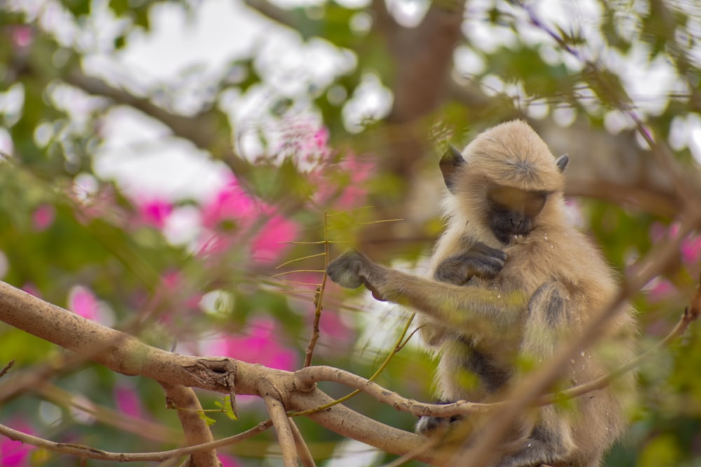 Un mono está sentado en la rama de un árbol