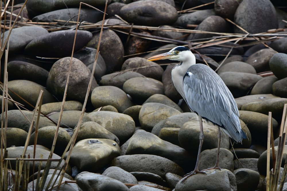 a bird is standing on some rocks by the water