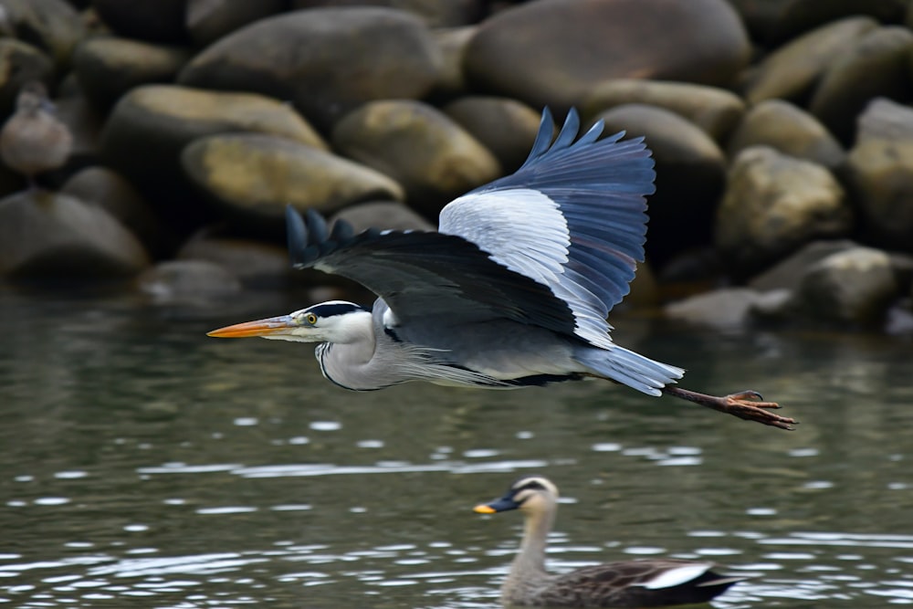 un pájaro grande volando sobre un cuerpo de agua