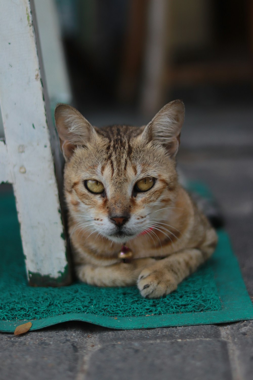 a cat laying on a green mat next to a white door