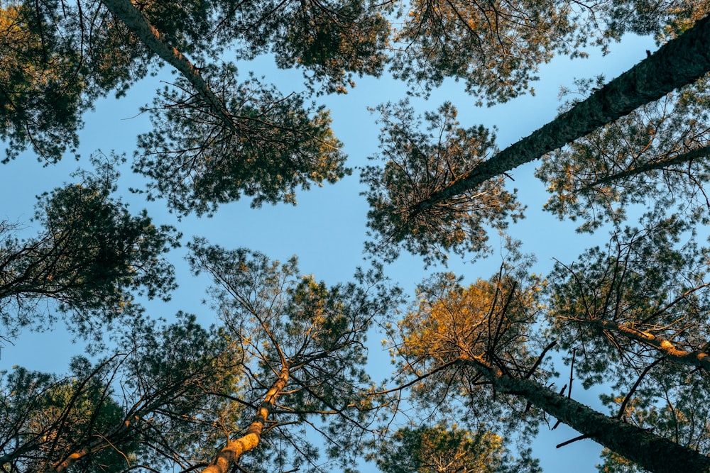 looking up at the tops of tall pine trees