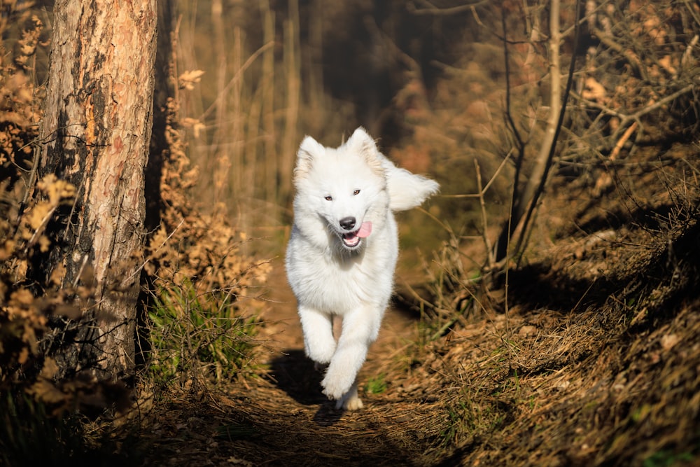 un chien blanc courant sur un sentier dans les bois