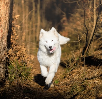 a white dog running down a trail in the woods