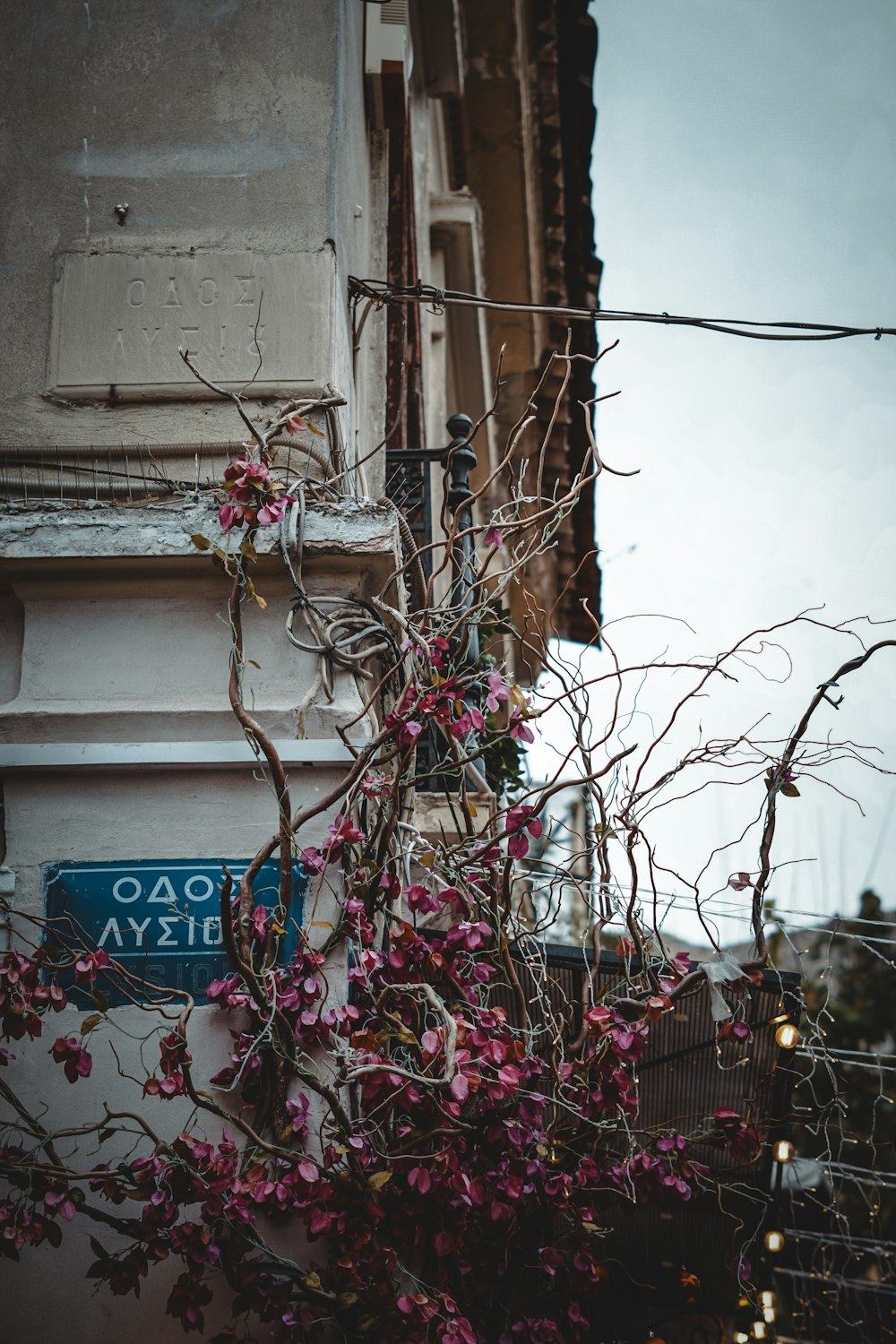 un arbre avec des fleurs roses devant un bâtiment