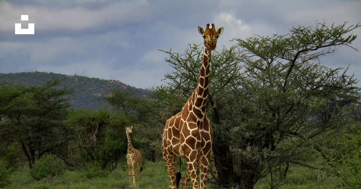 Un couple de girafes debout au sommet d’un champ verdoyant photo