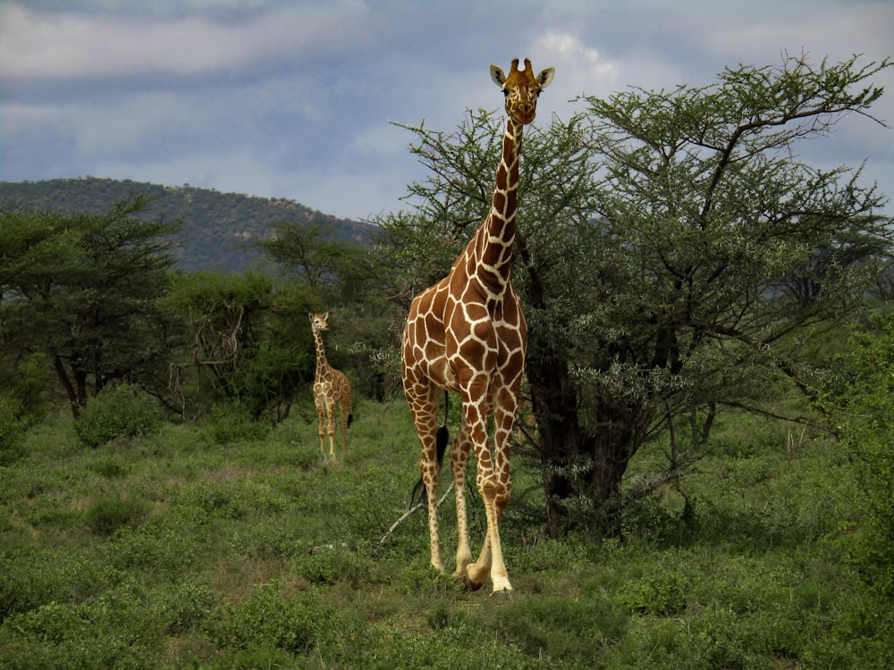 a couple of giraffe standing on top of a lush green field
