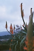 a close up of a plant with a sky in the background