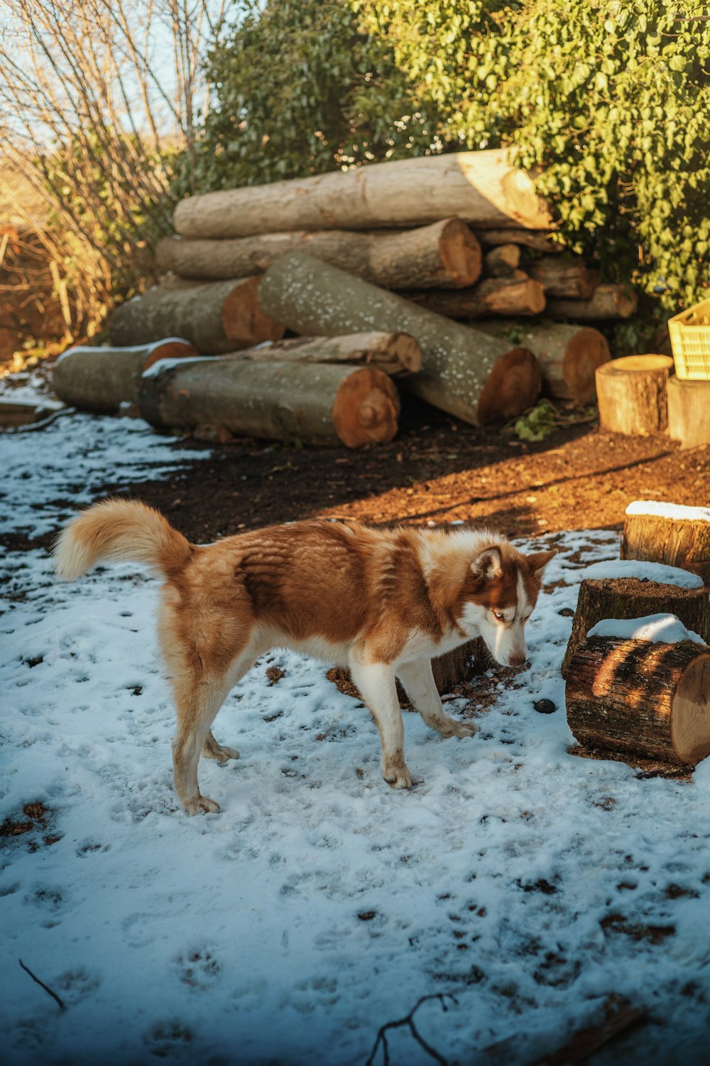 a dog standing in the snow next to a pile of logs