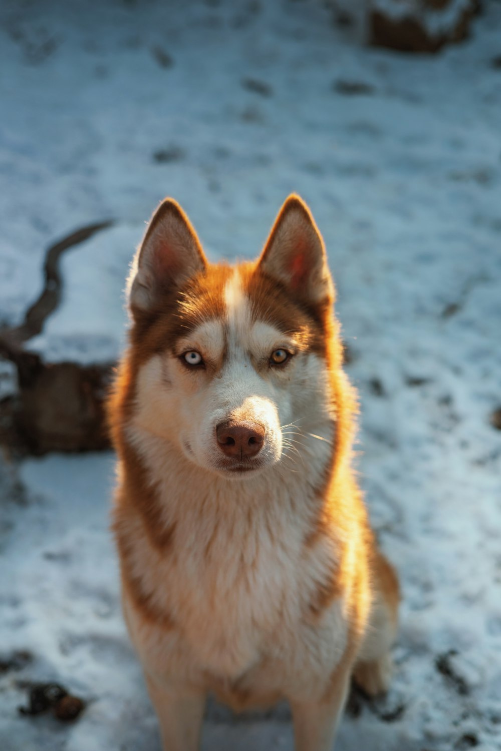 a brown and white dog standing in the snow