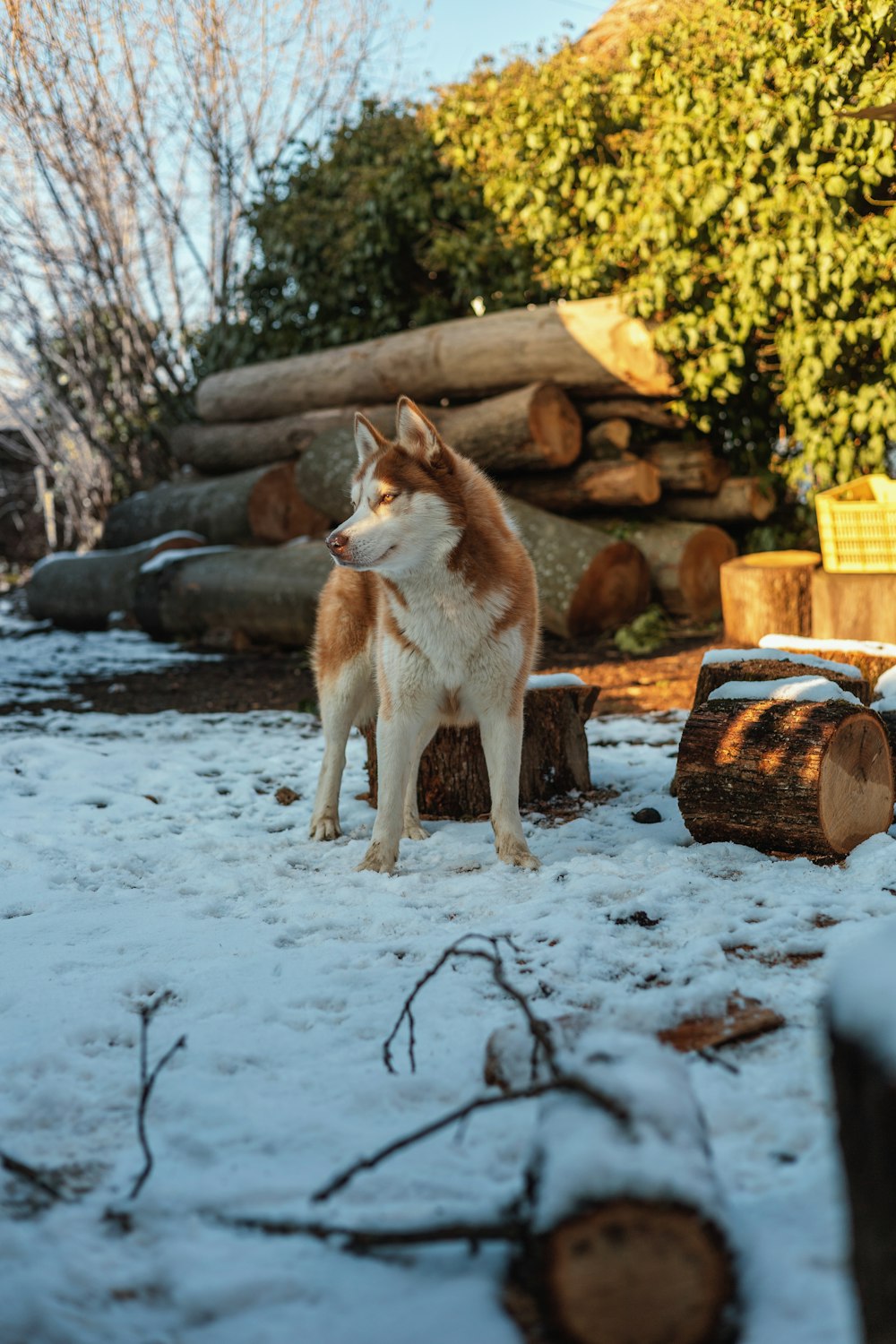 a brown and white dog standing on top of snow covered ground