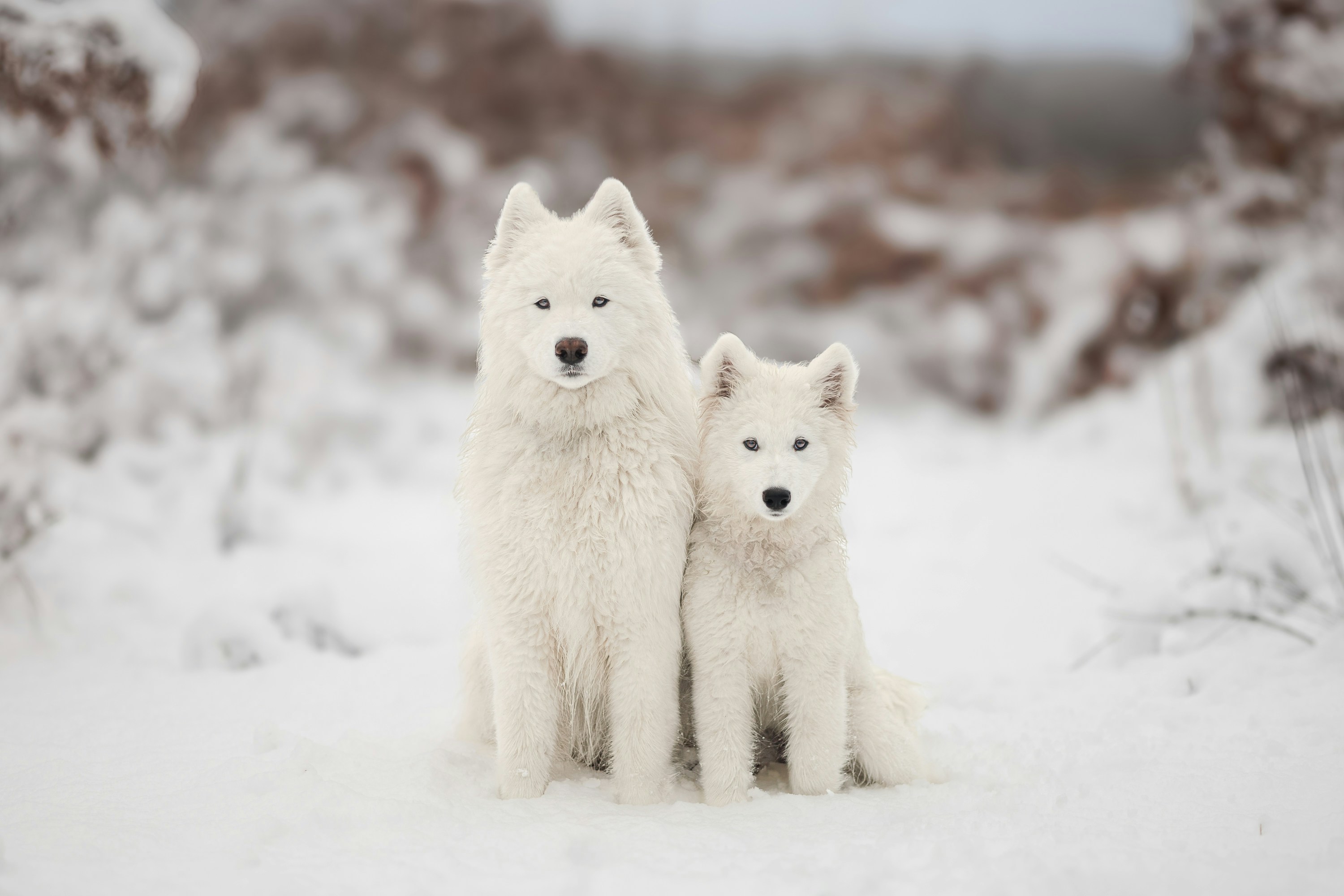 A couple of white dogs sitting on top of a snow covered ground photo – Free  Background Image on Unsplash, image size:3000x2000