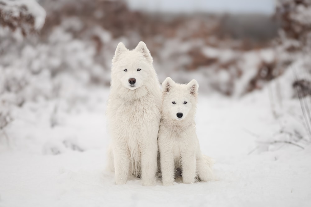 a couple of white dogs sitting on top of a snow covered ground