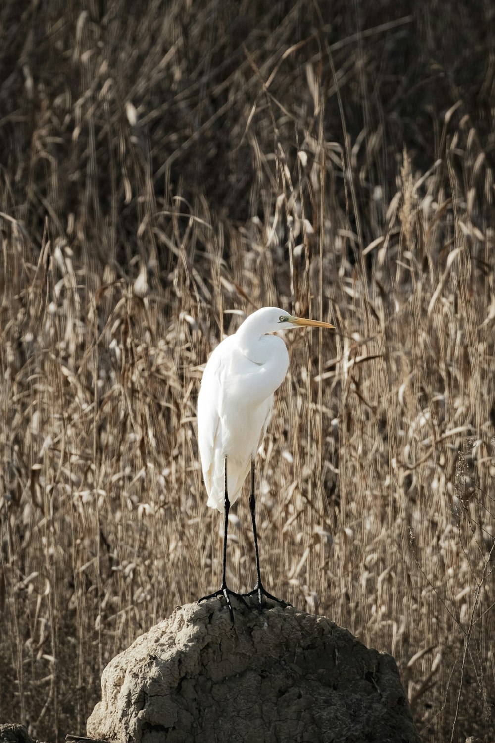 a white bird standing on top of a rock