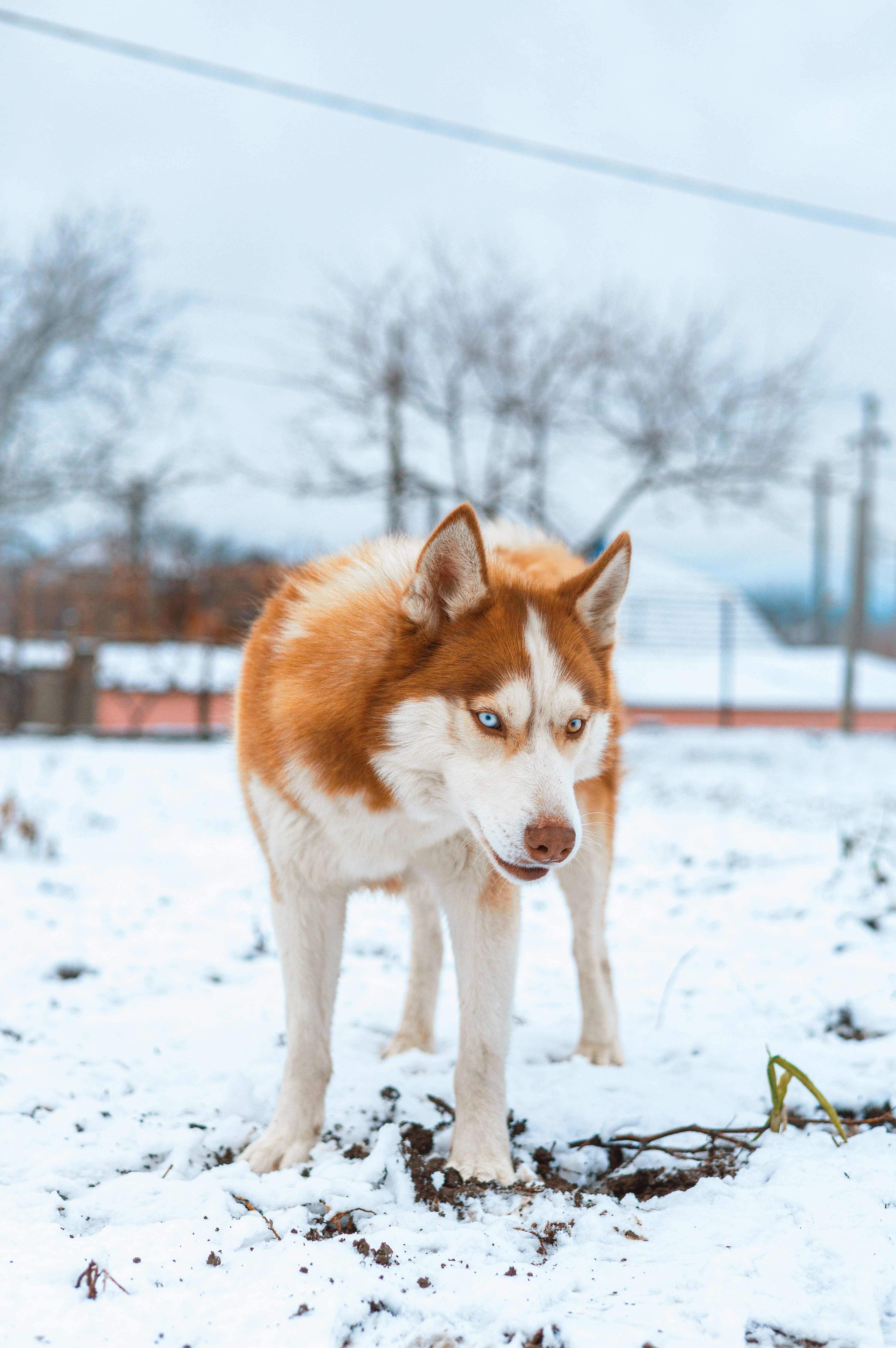 Photo by roscoadrian