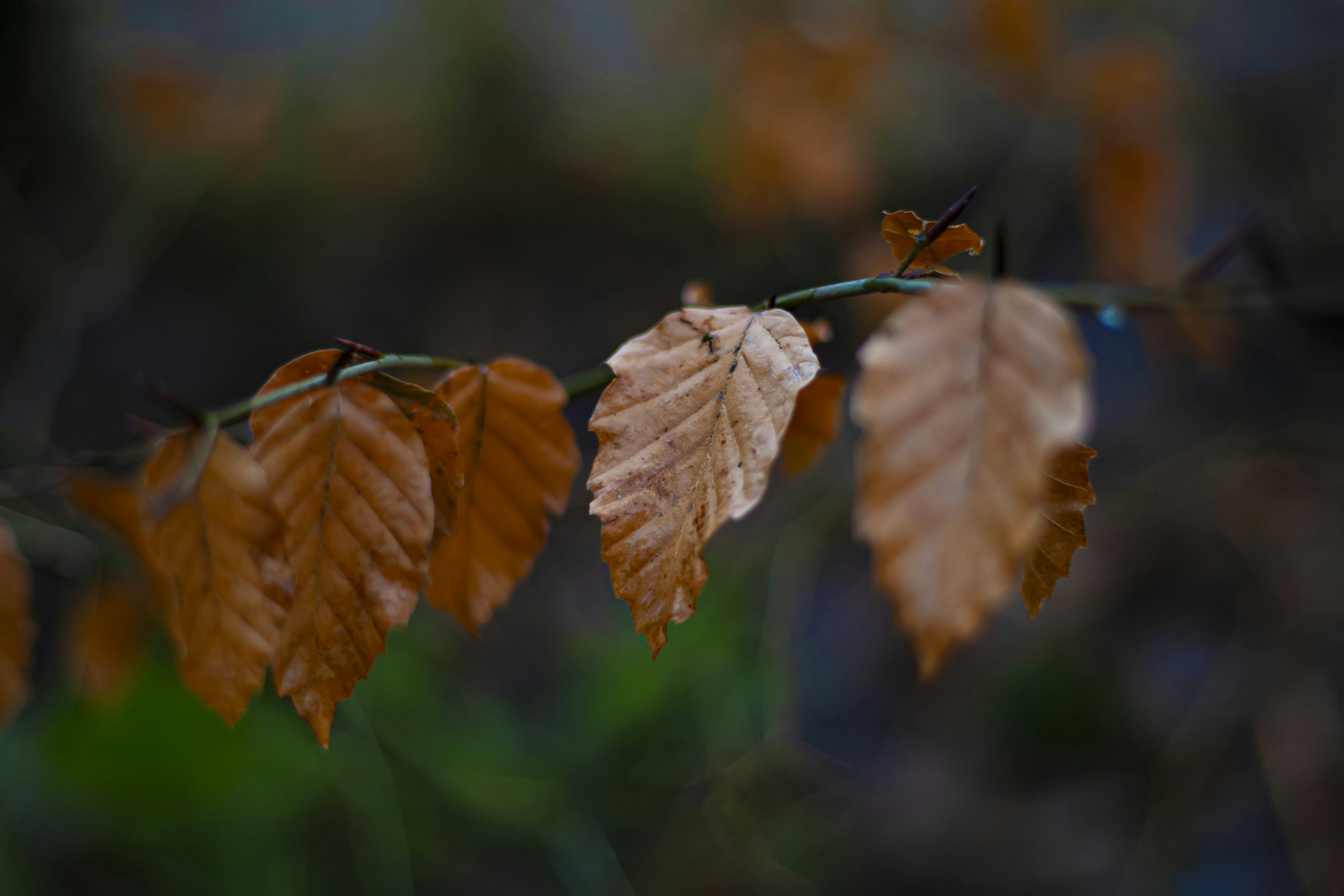Photo by jcosens