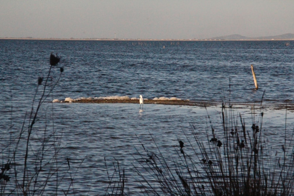 a body of water with a few birds in it