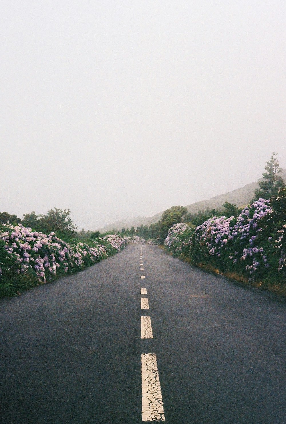 a long road with flowers on both sides of it
